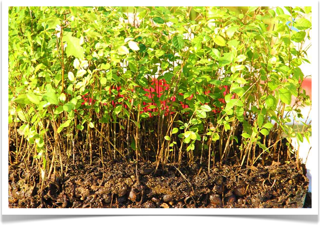 Austin Bonsai Forest